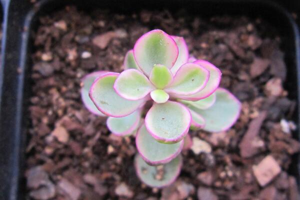 雅樂之舞怎么施肥，雅樂之舞的施肥方法