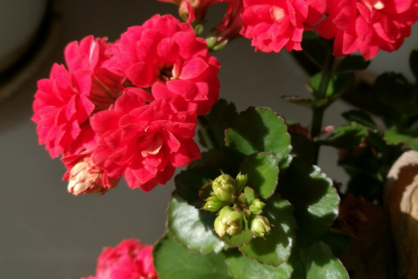 長壽花怎么養(yǎng)才能爆盆