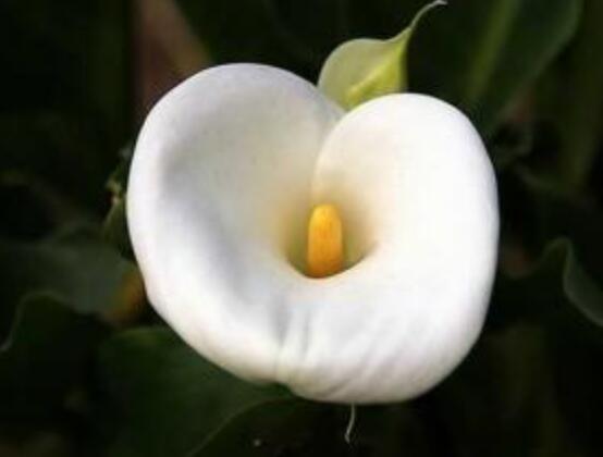 馬蹄蓮的繁殖方法圖解，詳解三種存活率最高常用方法