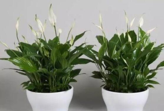 一帆風順用什么水澆，澆池塘水、淘米水生長最快