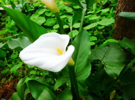 馬蹄蓮的養(yǎng)殖方法圖解，老農(nóng)總結(jié)六點(diǎn)最實(shí)用的基本方法