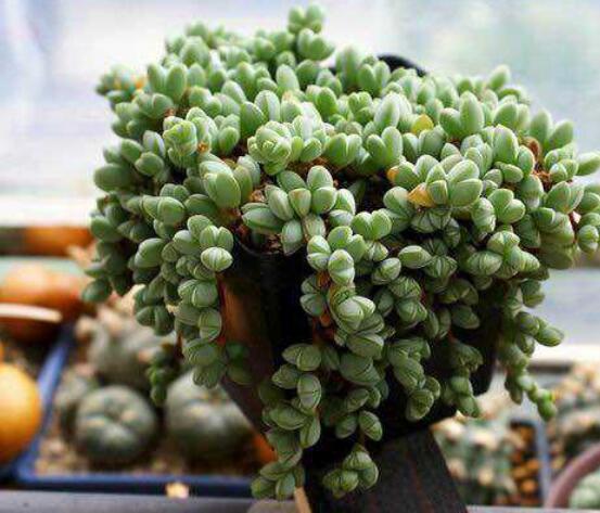 碧玉蓮葉子發(fā)黃變軟怎么辦，教你四種原因以及解決辦法