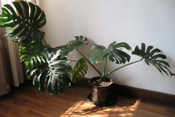 龜背竹怎么扦插，建議在春秋季節(jié)進(jìn)行扦插