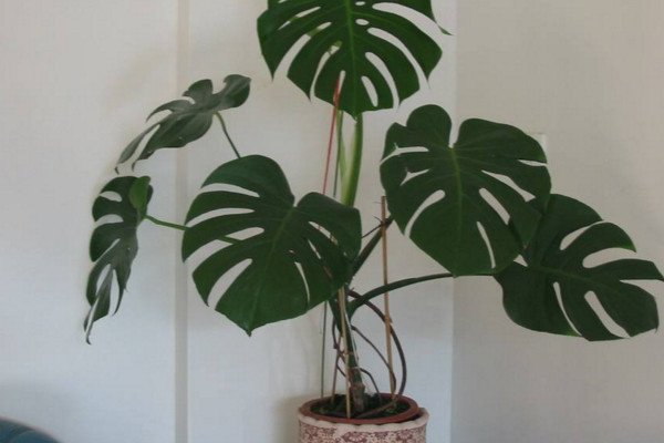 龜背竹怎么扦插，建議在春秋季節(jié)進(jìn)行扦插