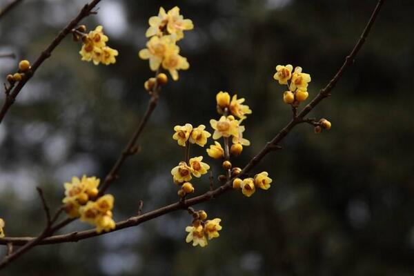 梅花與桃花的區(qū)別，通過花期、顏色、高度進(jìn)行區(qū)分