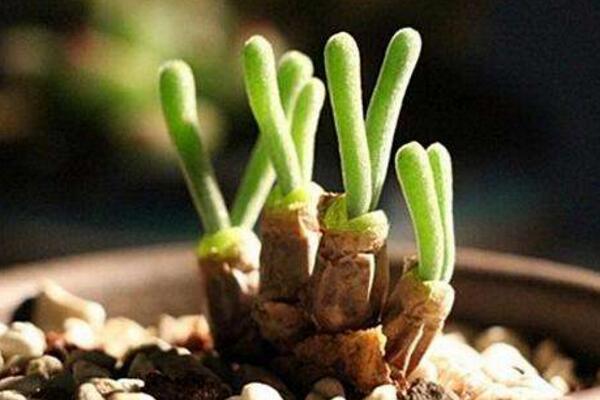 碧光環(huán)會開花嗎，會開/但開花難度較大