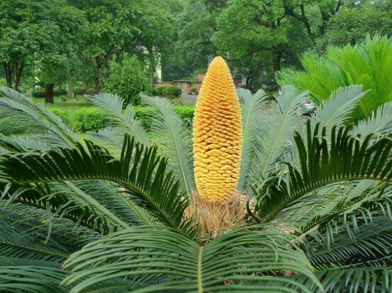 鐵樹(shù)開(kāi)花好不好，象征著幸福、吉祥、富貴