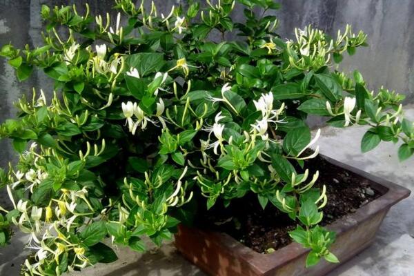 金銀花樹苗的種植方法，種后養(yǎng)護非常關(guān)鍵