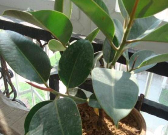 橡皮樹長(zhǎng)黑斑怎么辦，兩種原因以及解決辦法