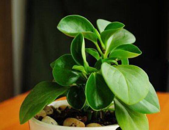 紫邊碧玉椒草的養(yǎng)殖方法和注意事項嗎，老農(nóng)教你六大基本養(yǎng)殖方法