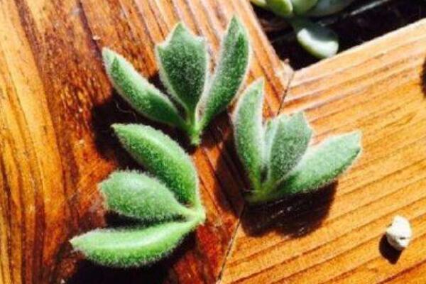 熊童子葉插方法，做好以下4點(diǎn)即可保證葉插成活率