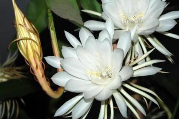 曇花和仙人掌花的區(qū)別