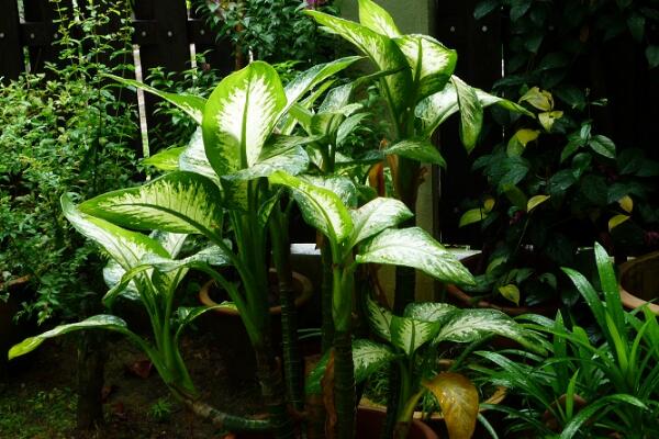 斑馬葉萬年青有毒嗎，可以在室內(nèi)養(yǎng)殖但要小心謹慎（有毒）