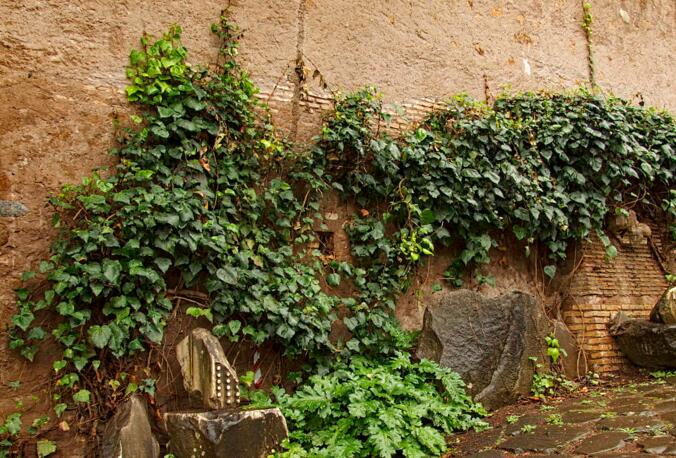 常春藤常見病害及防治，炭疽病和介殼蟲的治療方法