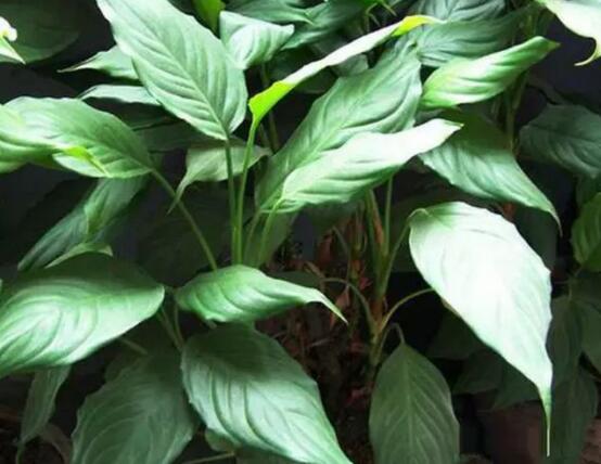 萬年青的作用，凈化空氣、利尿、解毒