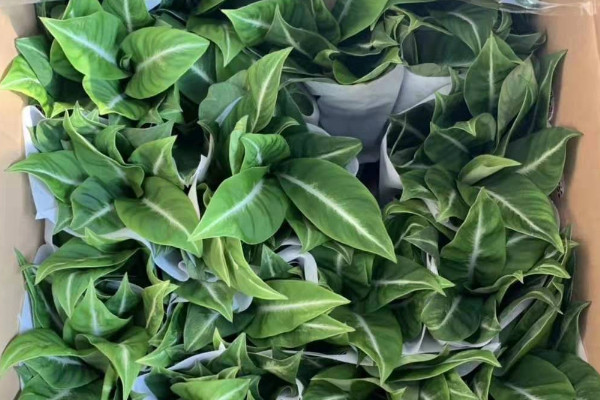 滴水觀音怎樣養(yǎng)護(hù)才能綠油油