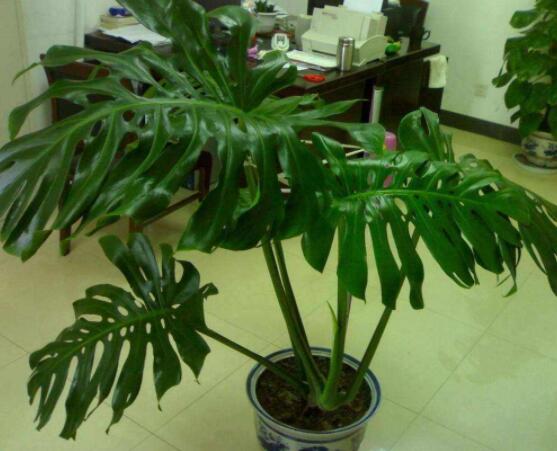 龜背竹的修剪方法圖解，主要以整株、枝頂、整修修剪為主