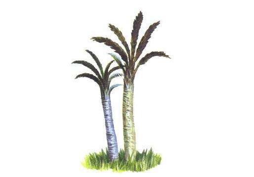 蘇鐵開(kāi)花有什么征兆，開(kāi)花之后是不會(huì)死的