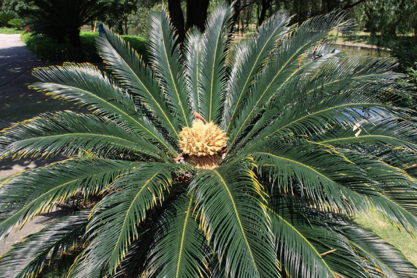 鐵樹哪些人不宜養(yǎng)，沒有不能養(yǎng)鐵樹的人