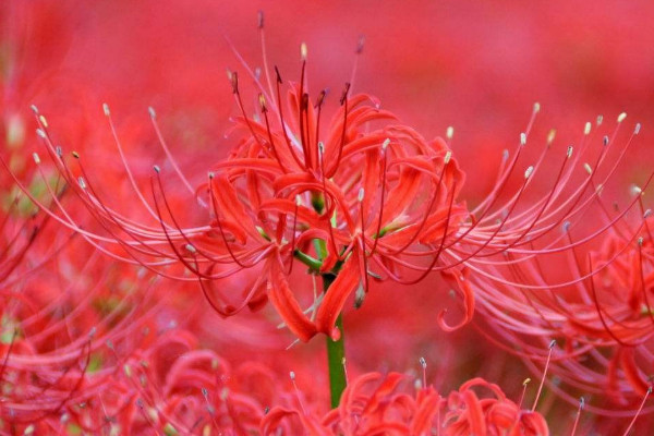 彼岸花球怎么不發(fā)芽