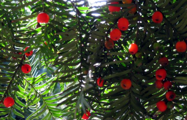 紅豆杉盆景價(jià)格，不同品種價(jià)格不同