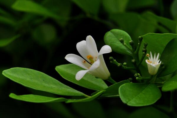 九里香盆栽怎么養(yǎng)，必須要掌握的5大要點