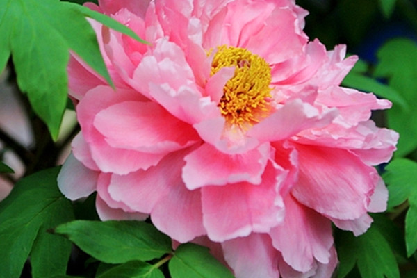 牡丹花春節(jié)開花的管理