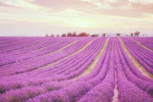 薰衣草代表什么意思，薰衣草花語是什么/等待愛情