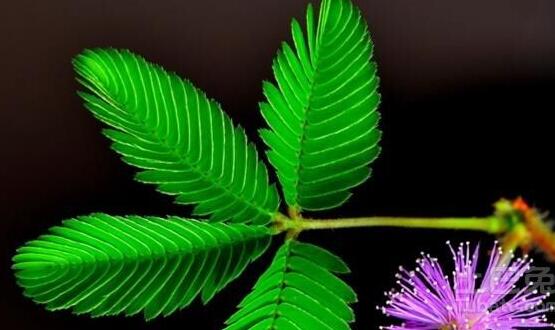 養(yǎng)含羞草對(duì)人體有害嗎，含有輕微的毒性/無(wú)害(放心養(yǎng)殖)