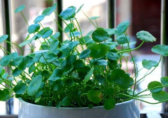 銅錢草會開花嗎，銅錢草的花語是什么