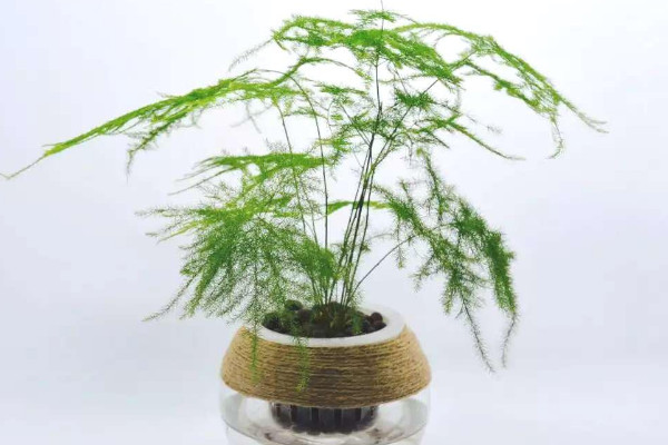 文竹的養(yǎng)殖方法和修剪