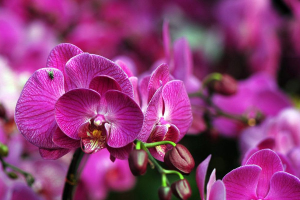 蝴蝶蘭葉子發(fā)黃是什么原因