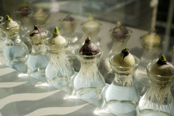 水培風(fēng)信子有毒嗎，有毒要避免接觸皮膚