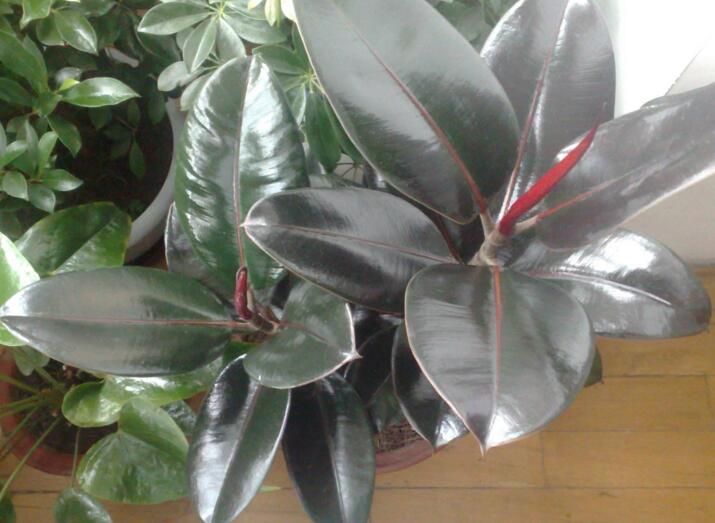 橡皮樹的副作用，對人體沒有特別大的傷害