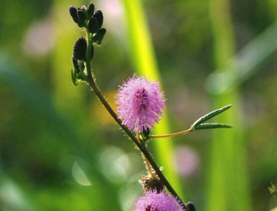 養(yǎng)含羞草對人體有害嗎，含有輕微的毒性/無害(放心養(yǎng)殖)