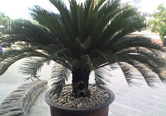 鐵樹(shù)怎么養(yǎng)，鐵樹(shù)的養(yǎng)殖方法和注意事項(xiàng)