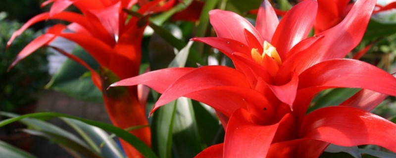 鴻運(yùn)當(dāng)頭的花期有多長