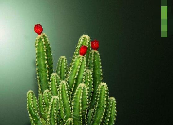 仙人掌的藥用價(jià)值，盤(pán)點(diǎn)仙人掌八大藥用療效