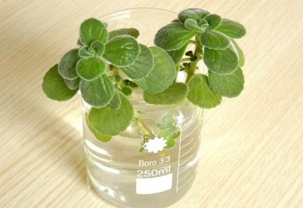 碰碰香長(zhǎng)蚧殼蟲怎么辦，積極的進(jìn)行病蟲害防治