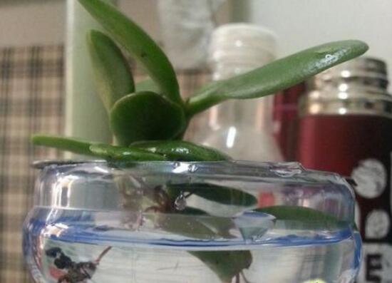 玉樹(shù)可以水培嗎，玉樹(shù)水培生根方法