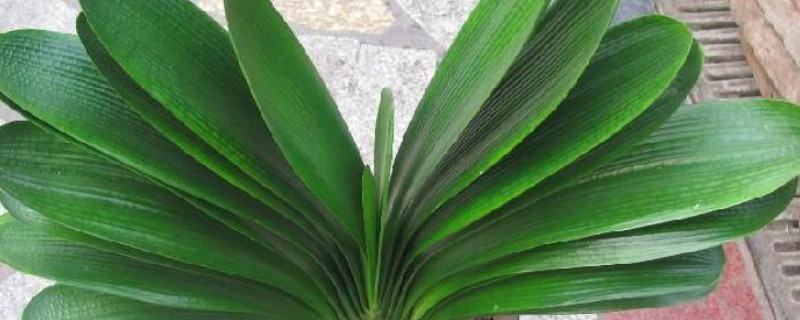 君子蘭夾箭一直不出來(lái)怎么辦