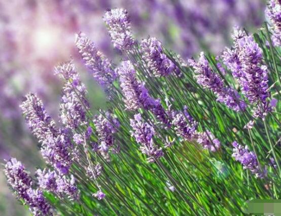薰衣草有什么功效，舒緩修護、改善心肌、安撫神經(jīng)