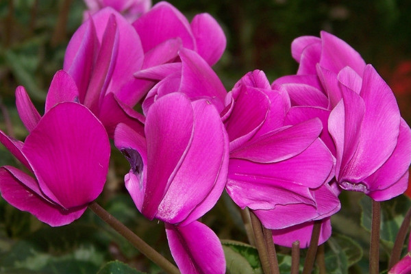 仙客來凍蔫了怎么辦