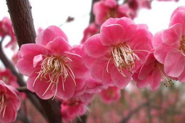 梅花幾月份開(kāi)花