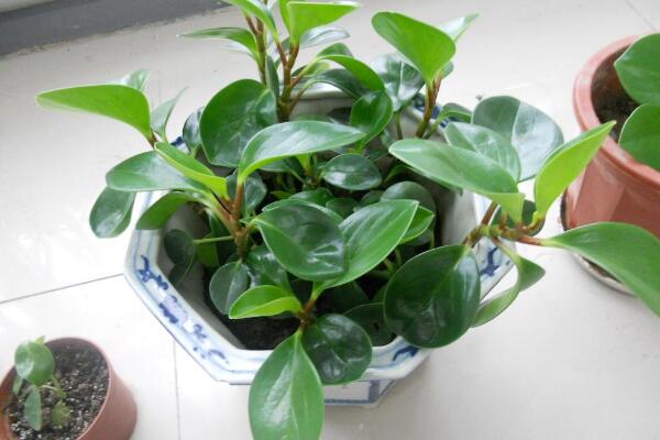 豆瓣綠和碧玉的區(qū)別，豆瓣綠是學(xué)名，碧玉是別稱