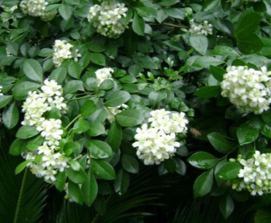 七里香和九里香的區(qū)別，教你三種區(qū)別方法(形態(tài)/生長(zhǎng)/作用)