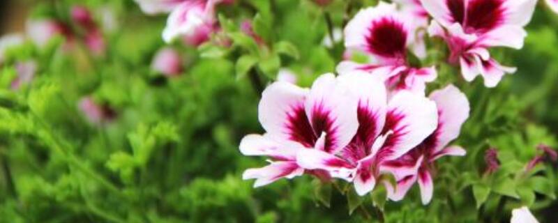 香葉天竺葵怎么養(yǎng)