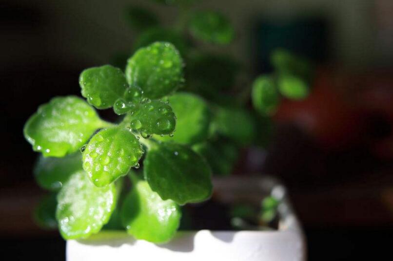 碰碰香能在臥室放嗎，不光可以放/還能制作飲品