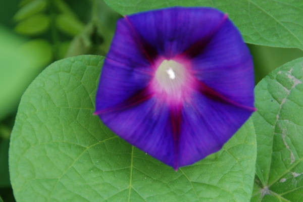 牽?；ㄈ绾吻げ宸敝? src="/nongye/d/file/20201223/34iwe0ejfhc.jpg" / data-OenK="4q098t"></p>
<p data-7jpi="L1jVyO">
	牽?；ㄟM(jìn)行扦插，需要在適宜的時(shí)間進(jìn)行，它喜歡在溫暖的環(huán)境中生長，所以根據(jù)植株的生長習(xí)性來看，最適宜的扦插時(shí)間在每年的春天，這個(gè)時(shí)候的天氣比較溫暖，扦插之后它能快速生根，存活率比較高。</p>
<p data-gWgJ="CdgCyD">
	<strong data-0ZIQ="MzEXLI">2、插穗選取</strong></p>
<p data-KzAy="JZf0rd">
	<img alt=