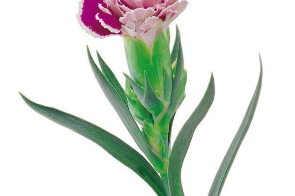 康乃馨插在水里怎么養(yǎng)